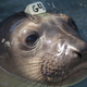 epa04736364 (14/20) A close-up view of an elephant seal under treatment, swimming at the Marine Mammal Center in Sausolito, California, USA, 07 April 2015. Wildlife services in California are being pushed to their limits this year. Since January 2015, every month has set a record in sea lion strandings, mostly sea lion pups, according to the National Oceanic and Atmospheric Administration. EPA/PETER DASILVA PLEASE REFER TO ADVISORY NOTICE (epa04736350) FOR FULL FEATURE TEXT